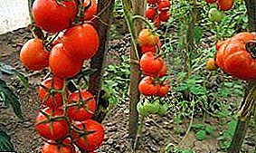 Prachtige hybride variëteit van een tomaat van universele benoeming - Intuïtie-tomaten