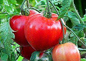 Brīnišķīga jauna tomātu šķirne “Abakansky pink” - kur un kā augt, raksturojums, tomātu fotogrāfija