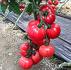 Wonderful precocious hybrid originally from Japan - Pink Impresh tomatoes