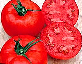 Tomato lazat yang indah untuk laman web anda - "Katyusha"