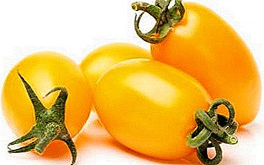 Magnifique variété à fruits jaunes et petits fruits - Tomates «Pulka»: description et caractéristiques