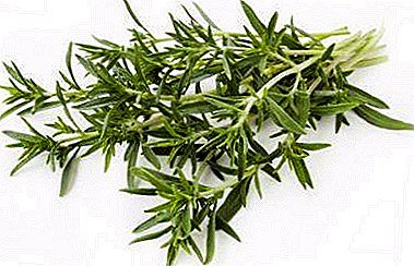 Overseas guest on our sites - savory. Use in cooking, medicinal properties and contraindications