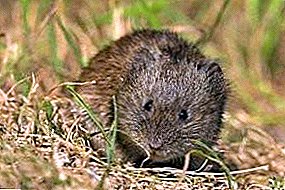 الفئران ثريفتي الذين يعيشون في المستعمرات - مدبرة منزل Vole