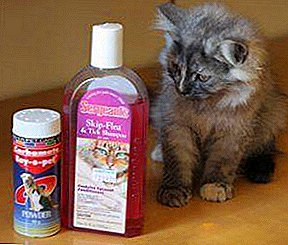 ¡Protege y no hagas daño! Remedios para pulgas para gatitos: champús, gotas y otros.