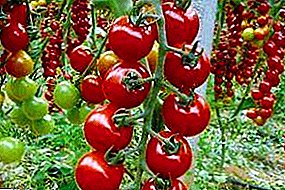 Fascinerende variëteit aan tomaten "Rapunzel": beschrijving en foto's, vooral de teelt