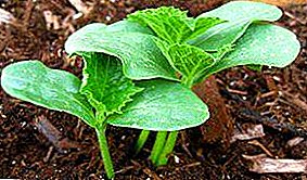 Sunn og sterk agurkplanter: vokser hjemme, hvordan man gjør det riktig, reglene for omsorg for unge planter