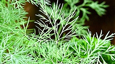 Greens all year round. Features of growing dill from seed on the windowsill