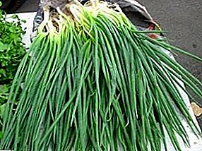 Green onions: how to keep the feather fresh for winter at home?