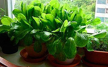 Las espinacas verdes en el alféizar de la ventana durante todo el año: ¿cómo cultivarlas en casa?
