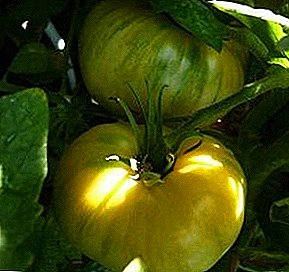 Invitado verde en su jardín - tomate "Miel Antonovka": descripción detallada con fotos