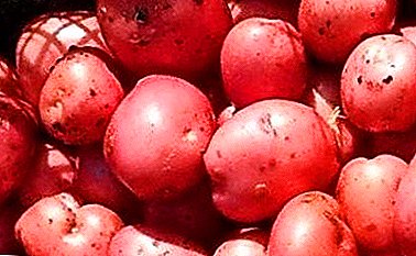 البطاطا المقاومة للحرارة "القرم روز": وصف متنوعة ، والخصائص ، والصور