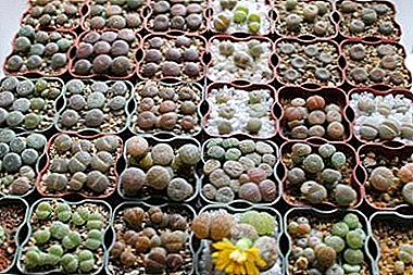"Elävät kivet" siemenistä kotona? Suositukset lithopsin kasvattamiseksi