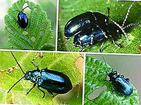 Are fleas beetles? Earthen fleas: appearance with photos and how to get rid of the house