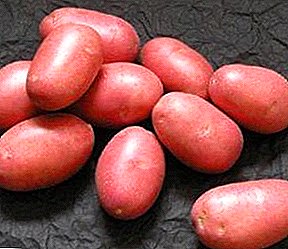 "Žeriav" - vysoko výnosné zemiaky: odroda, charakteristika, fotografie