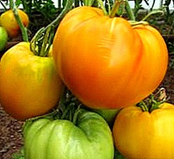 Tomato kuning dan lazat di katil taman anda - keterangan mengenai pelbagai tomato "Golden King"