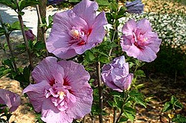 We get acquainted with a hibiscus Syrian Chiffon and his subsorta: Magenta, White and others. Everything you need to know about the flower