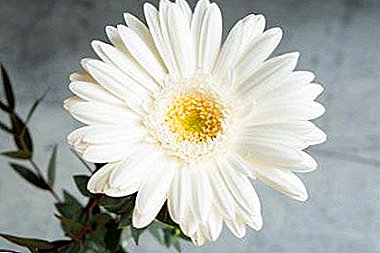 ¡Familiarízate con una delicada flor - gerbera blanca!