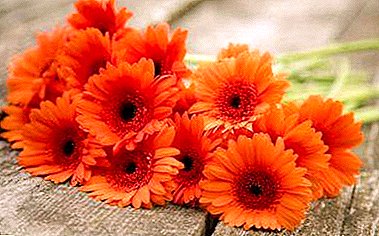 We get acquainted with orange gerberas and learn about the rules of care, cultivation and reproduction