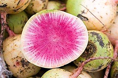 Acquaintance with watermelon radish. Characteristics and practical recommendations for growing varieties