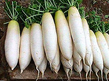 التعارف مع مجموعة متنوعة من الفجل الصيني فانغ الفيل. توصيات عملية لزراعة الخضروات الجذرية