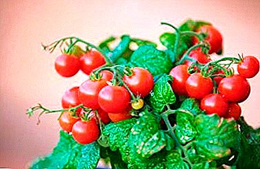 미니어처 토마토에 대한 고견 분재 및 집에서 재배하기위한 실용적인 권장 사항