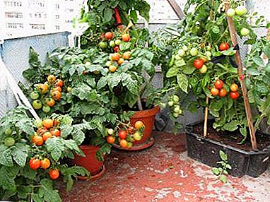 Bekanntschaft mit einer Vielzahl von Tomaten "Balkonwunder". Praktische Empfehlungen für das Wachsen und Pflegen zu Hause und im Garten