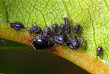 18 types of aphids: pea, cherry, cabbage and others. Effective methods of pest control