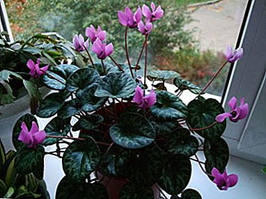Characteristics, photos and features of European cyclamen: 3 ways to distinguish it from the Persian species