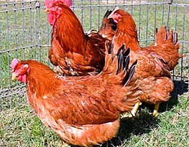 ¿Cómo hacer un buen paddock de verano con un aviario para 30 o 100 gallinas con tus propias manos? La foto