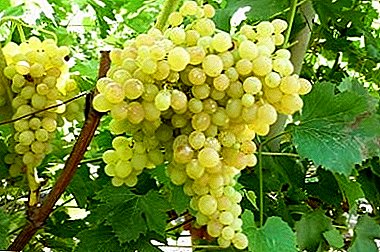 Very early variety with a mass of pluses: Kishmish grape 342