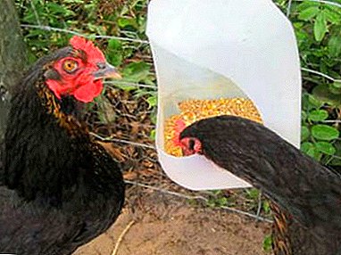 Hoe maak je een feeder voor kippen met hun eigen handen, ook van een plastic flesje van 5 liter?