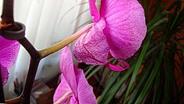 6 reasons for wilting orchid flowers. Why do flowers dry, ways to save the plant?