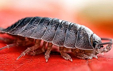 Description and characteristics of 6 types of wood lice: habitat, as well as the benefits and harm from crustaceans