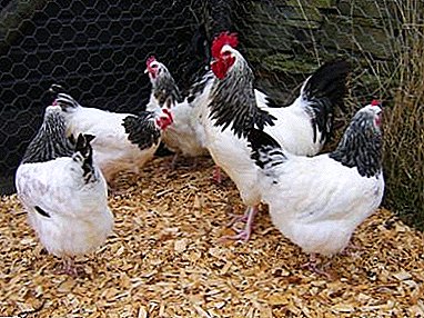 ทุกอย่างเกี่ยวกับไก่เนื้อขนาดเล็ก: ภาพถ่ายและคำอธิบายลักษณะของสายพันธุ์และพันธุ์ - В76, ขาวв66, กวางแดง 77