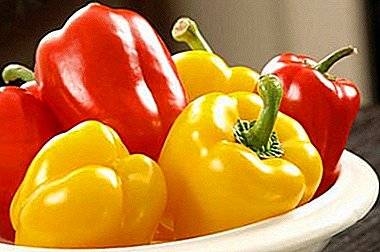9 zanimivih sort sladke paprike: čudež v Kaliforniji, lastovka, belozerka, oranžni čudež in drugi