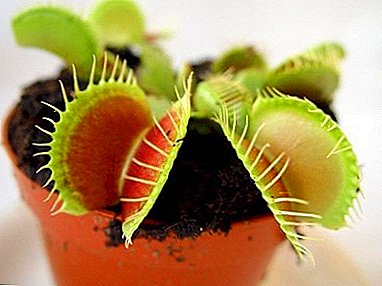 Weet je hoe je een Venus flytrap uit zaad kunt laten groeien?