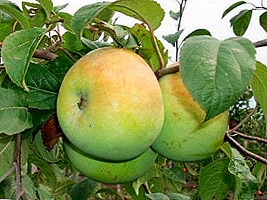 Åh, hvad en lækker "marts" æble: en beskrivelse af sorten og dens funktioner