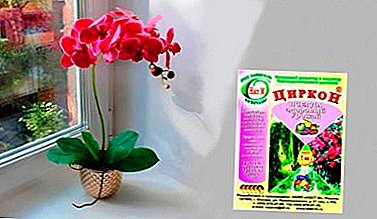Kami mengaktifkan pertumbuhan dan memanjangkan bunga dengan Zirkon. Cadangan bagaimana untuk memohon orkid