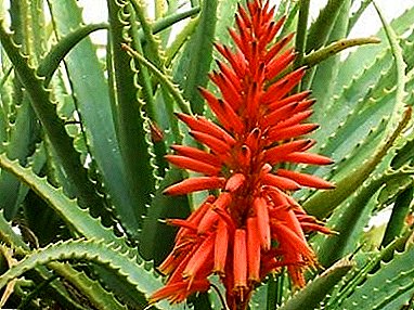 Aloe floresce uma vez em cem anos? Qual é a planta popularmente chamada de "Agave"?