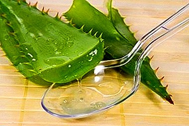 Aloe este medicul tău acasă. Cum se utilizează pentru tratament?