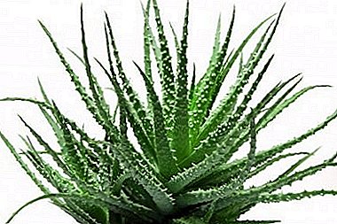 Aloe Vera - the elixir of health in your home!