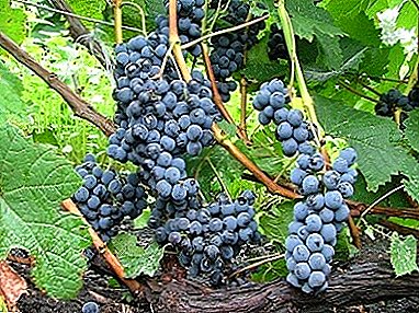 Invitado estadounidense - una variedad de uvas "alfa"