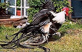 الأرستقراط الدجاج - سلالة الديكور فينيكس (يوكوهاما)