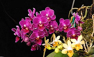 Aristokratiškas prabangus orchidėja „Multiflora“: kaip auginti gėlių ir rūpintis ja?