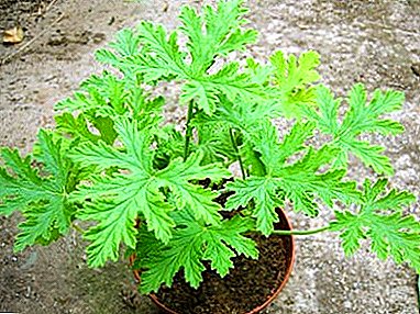 Aromatic Lemon Geranium: a description with photos, care at home and possible problems