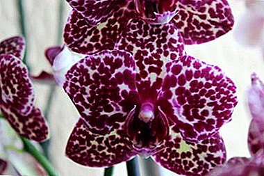 Fragrant flower Wild Cat: description and photo of phalaenopsis, reproduction and care of the plant