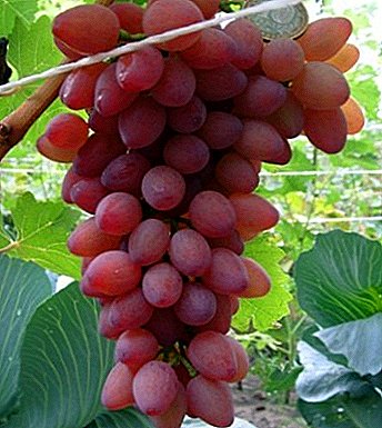 Geurige en grote druiven "Vodogray"
