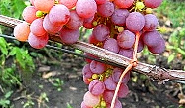 Fragrant and juicy Rusven grape