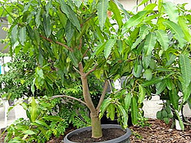 Fragrant mango at home: how to grow, what are the characteristics of care and cultivation?