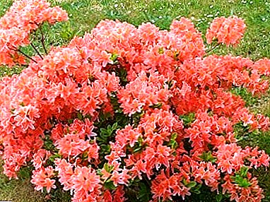 Azalea japonesa (rododendro): aterrizaje y cuidado, fotos y refugio para el invierno